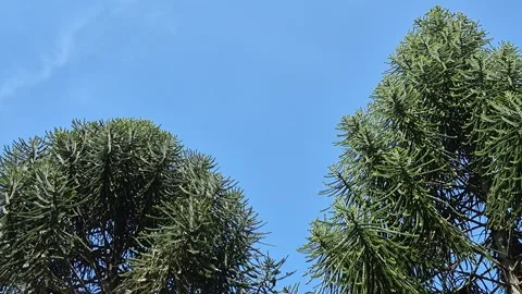 Araucaria tree branches Video stock 335760674