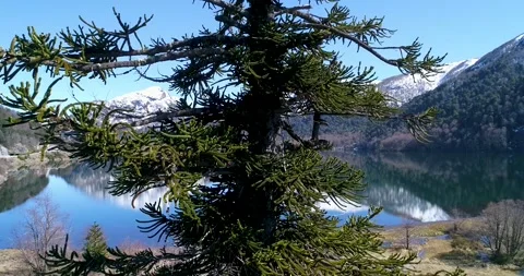 Araucaria Tree Video stock 137124315