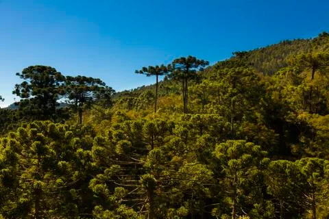 Araucaria tree forest Stock Photos