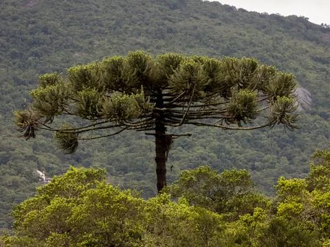 Araucaria tree Stock Photos