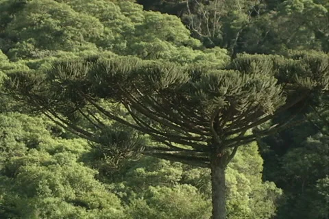 Araucarian pine firest wood SD-12 库存影片 37620534