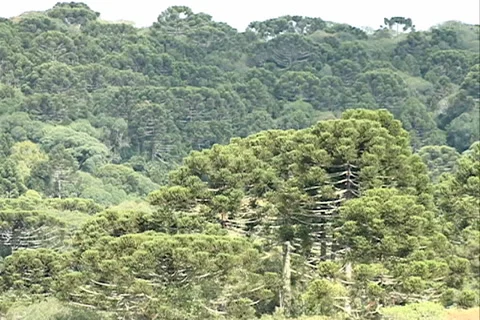 Araucarian pines SD-03 Video stock 37600819