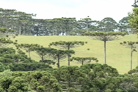 Araucarian trees SD-07 스톡 동영상 37604692