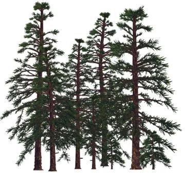 Araucarioxylon Trees Stock Illustration