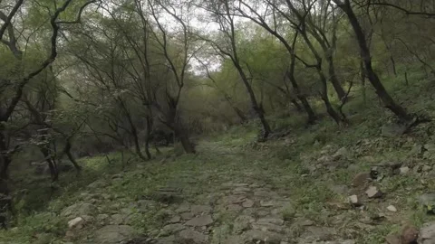 Aravali Forest Walkthrough Stock Footage 241893406