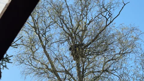 An arbarist sits on a tall birch tree and cuts branches, view from below Stock Footage 307906331