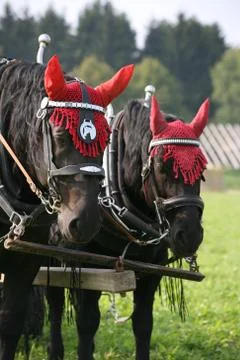 Arbeitspferde Stock Photos