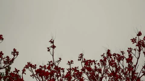 Arbol copa rojo efecto Stock Footage 10890641