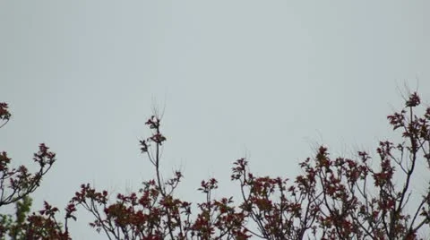 Arbol copa rojo Stock Footage 10890907