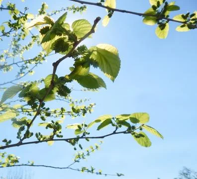 Árbol de mora. 库存照片