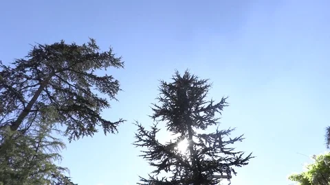 Arbol luz Stock Footage 107060895