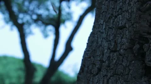 Arbol niza 2 Stock Footage 11323992