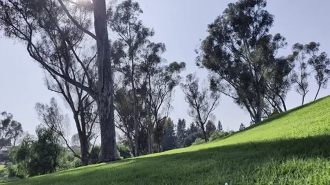 Arboles con el sol de fondo Stock Footage 312849452