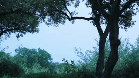 Arboles niza Stock Footage 11330302
