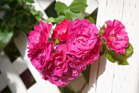 Arbor roses Stock Photos