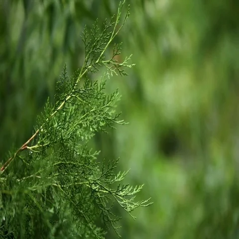 Arbor vitae Stock Footage 69535168