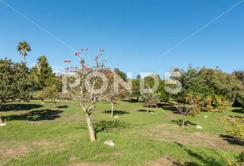 Arboretum at Majik Forest in Durbanville in the Western Cape Stock Photos