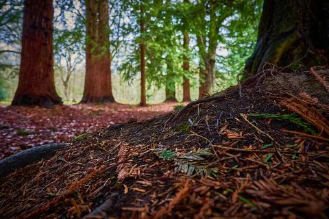 Arboretum Foto stock