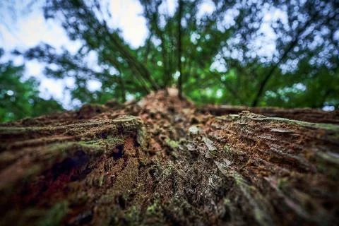 Arboretum Foto stock