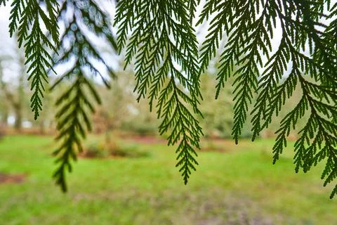Arboretum Foto stock