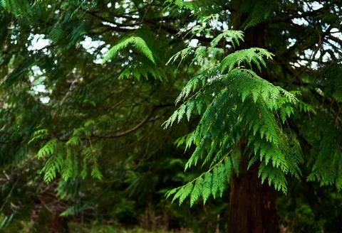 Arboretum Foto stock