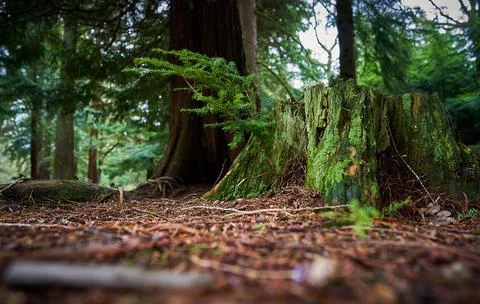 Arboretum Foto stock