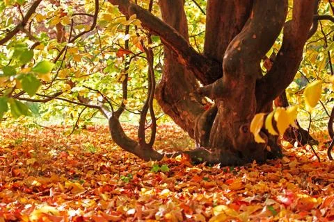 Arboretum tree close view look amazing and beautiful Stock Photos