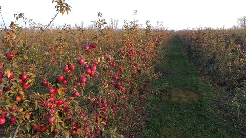 Arboriculture, slow motion, aerial view Stock Footage 123663592