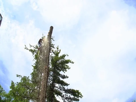 Arboriculture tree blocking Stock Footage 74835416