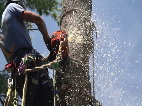 Arboriculture tree cutting, blocking with a chainsaw Stock Footage