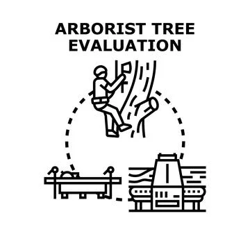 Arborist accessing tree inspecting wood processing evaluation Stock Illustration
