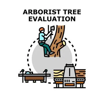 Arborist accessing tree inspecting wood processing evaluation Stock Illustration
