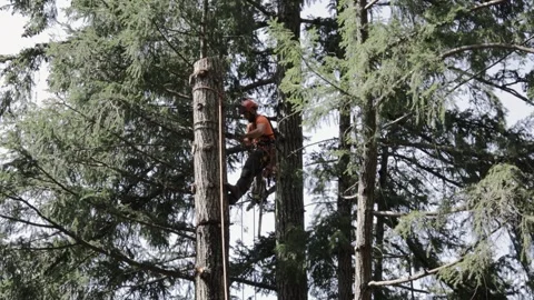 Arborist adjusts straps in tree Stock Footage 314009510
