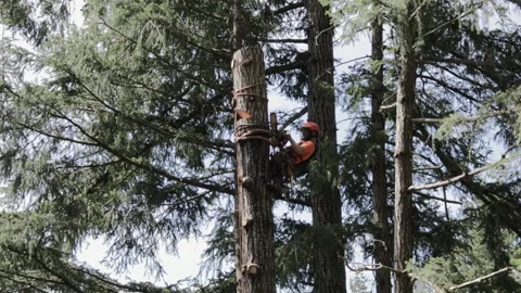 Arborist adjusts straps in tree Stock Footage 314012426