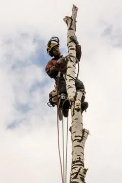 Arborist on a bare trunk. Stockfoto's