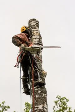 Arborist with a big chainsaw on the trunk. 库存照片