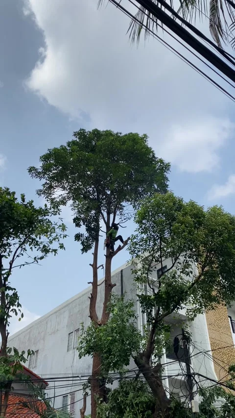 Arborist climbing and trimming upper branches of a tall tree Stock Footage 341664106