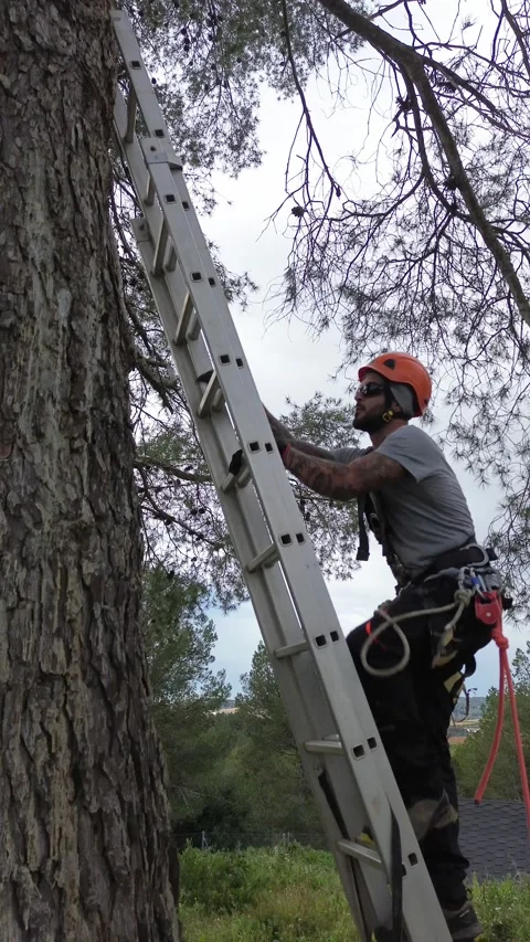 Arborist climbing ladder for tree pruning Stock Footage 303134517