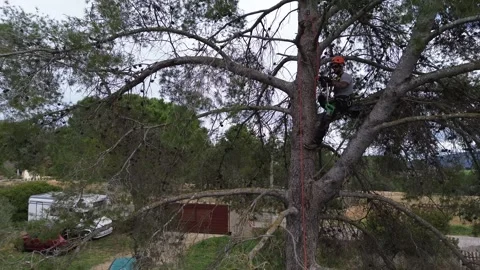 Arborist climbing pine tree for pruning Stock Footage 303061304