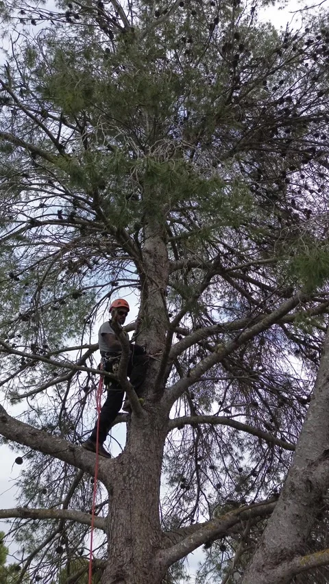 Arborist climbing pine tree for pruning Stock Footage 303134497