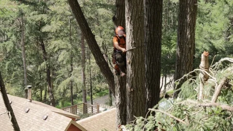 Arborist climbing tree Stock Footage 314012281