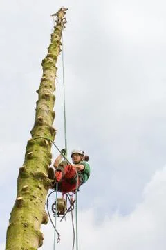 Arborist climbing in tree trunk with rope Stock Photos