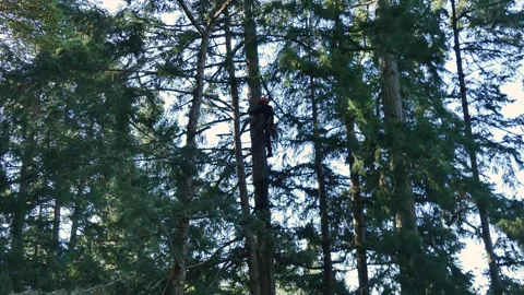 Arborist climbs tree Stock Footage 314119596