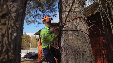 Arborist climbs a tree trunk Stock Footage 97406561