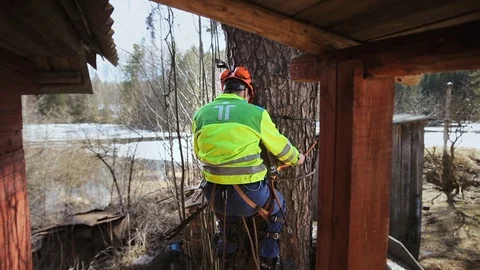 Arborist climbs a tree trunk Stock Footage 97406585