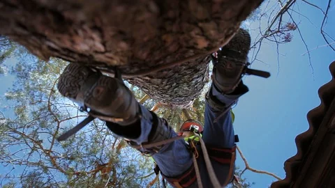 Arborist climbs a tree trunk Stock Footage 97408221