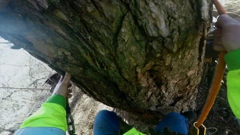 Arborist climbs a tree trunk pov Stock Footage 97406335