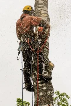Arborist in a cloud of sawdust. Foto stock