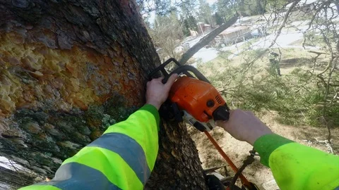 Arborist cut down a knot on a tree pov Stock Footage 97406391