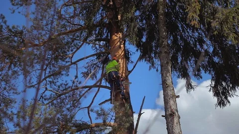 Arborist cut down a knot on a tree Stock Footage 97406677